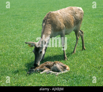 Le red deer hind sa jeune veau sur l'herbe Banque D'Images