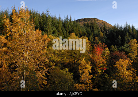 Le sommet de Meall Luaidhe tout juste visible au-dessus des forêts de pins et de bouleaux en automne couleurs Glen Lyon Ecosse Perthshire Banque D'Images