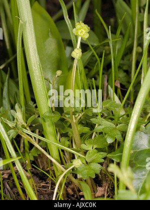 Ou Moschatel Adoxa moschatellina, horloge Mairie Banque D'Images