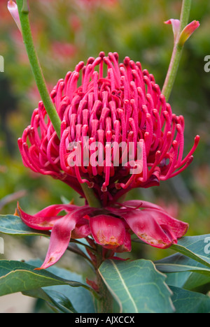 Waratah en fleur, la fleur d'état, emblème floral de Nouvelle-Galles du Sud Banque D'Images