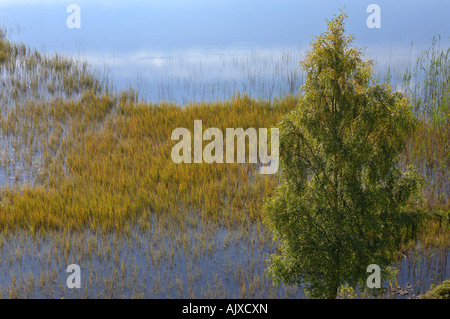 Bouleau au début de l'automne contre une mer de vert jaune se précipite et un étang de montagne ci-dessous Station House Perthshire Scotland UK Banque D'Images