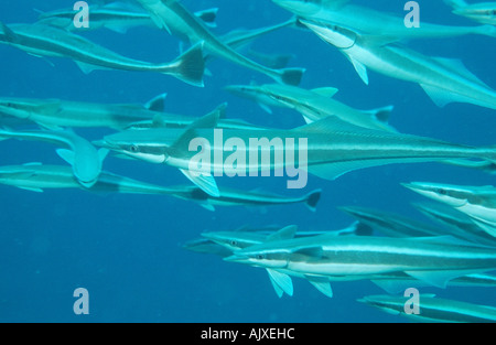 Whitefin Sharksucker / Indian Remora Banque D'Images