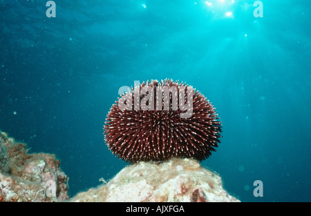 L'oursin violet / Purple Sea Urchin Banque D'Images