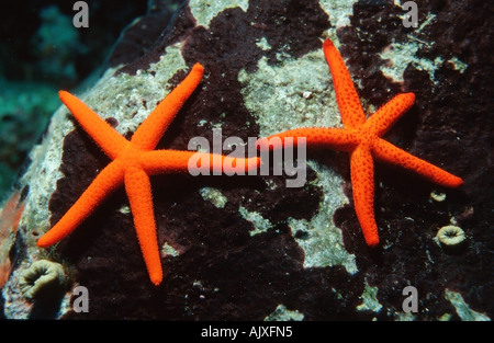 Sea Star Banque D'Images