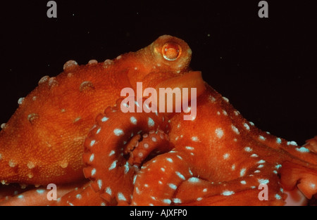 Les Octopus Octopus armé / Grass Banque D'Images