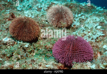 L'oursin violet / Purple Sea Urchin Banque D'Images