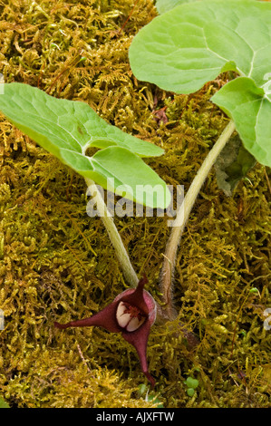 Le gingembre sauvage (Asarum canadense) feuilles, Great Smoky Mountains National Park, California, USA Banque D'Images