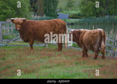 Vache et son veau Highland Banque D'Images