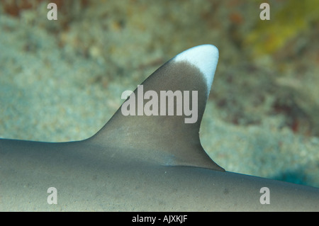 Requin à pointe blanche dorsale Triaenodon obesus Yap Micronésie Océan Pacifique Banque D'Images