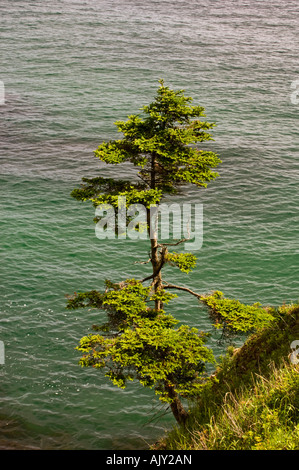 Épinette Cliffside surplombant le golfe du Saint-Laurent, le parc national Forillon, QUÉBEC Québec, Canada Banque D'Images