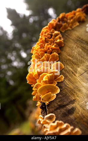 Anciens JOURNAUX DE MOUSSE ET DE CHAMPIGNONS FORESTIERS EN ANGLAIS UK Banque D'Images