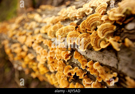 Anciens JOURNAUX DE MOUSSE ET DE CHAMPIGNONS FORESTIERS EN ANGLAIS UK Banque D'Images