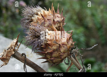 Close up de Chardon Artichaut (Cynara cardunculus) (Nox) têtes de graine Banque D'Images