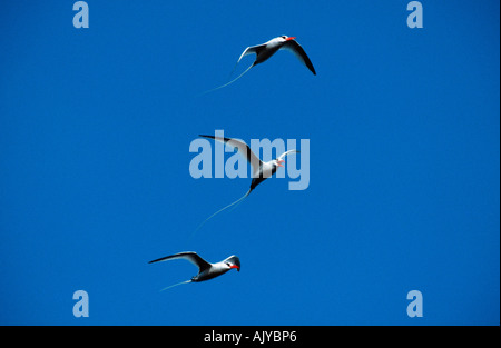 Red-billed Tropic Bird Banque D'Images