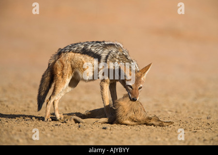 Blackbacked chacals Canis mesomelas avec vestiges d'eland kill Parc transfrontalier de Kgalagadi en Afrique du Sud Banque D'Images