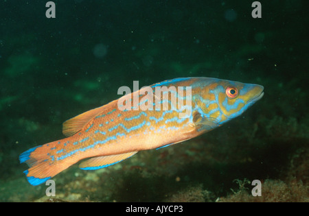 Wrasse coucou Banque D'Images