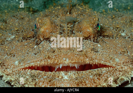 Lotte Lotte / ATLANTIQUE Banque D'Images