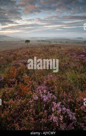 L'aube à Strodgemoor bas, près de Burley, parc national New Forest, Hampshire, Royaume-Uni Banque D'Images