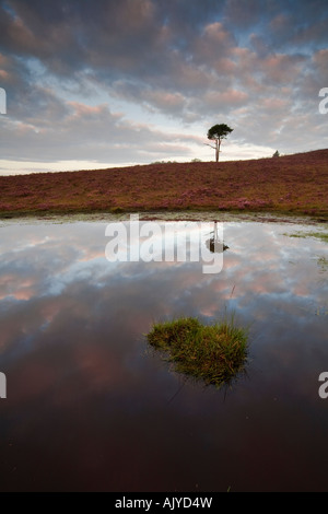 L Étang à Strodgemoor bas, près de Burley, parc national New Forest, Hampshire, Royaume-Uni Banque D'Images