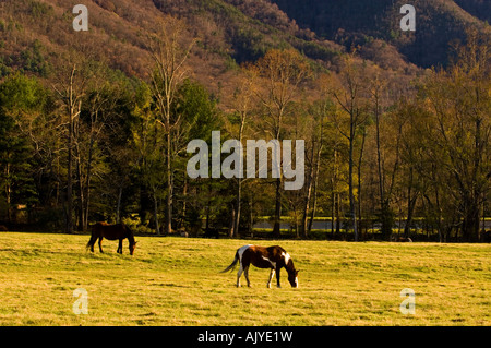 Les chevaux de pâturage dans la région de Cades Cove, Great Smoky Mountains National Park, California, USA Banque D'Images