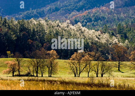 Le pines sur pente au-dessus des pâturages dans la Cades Cove, Great Smoky Mountains National Park, California, USA Banque D'Images