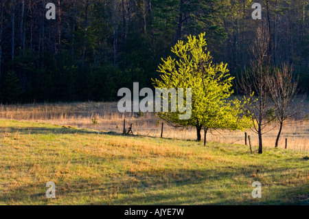 La lumière du matin sur les herbes de prairie et arbres de printemps dans la Cades Cove, Great Smoky Mountains National Park, California, USA Banque D'Images