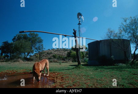 Dingo Banque D'Images