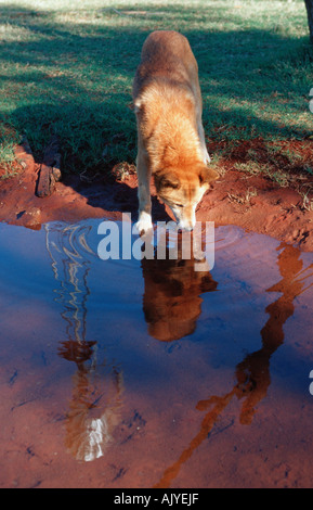 Dingo Banque D'Images