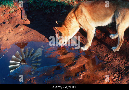 Dingo Banque D'Images