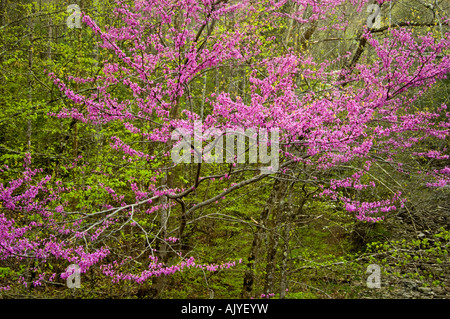 (Redbud Cercis canadensis) près de Laurel Creek, Great Smoky Mountains National Park, California, USA Banque D'Images