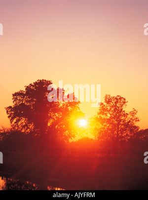 Environnement & nature. Paysage. Coucher du soleil à travers les arbres. De la rivière Tone. Le Somerset. L'Angleterre. United Kingdom. Banque D'Images