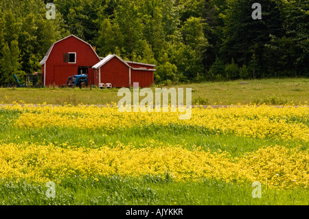 Champs de pommes de terre et la moutarde jaune, mauvaises herbes , PE/PEI Prince Edward Island, Canada Banque D'Images