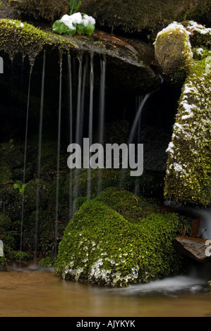 En cascade moussue caduques, Great Smoky Mountains National Park, California, USA Banque D'Images