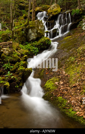 En cascade moussue affluent de la broche du milieu de la Petite Rivière, Great Smoky Mountains National Park, California, USA Banque D'Images