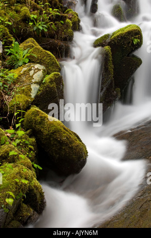 En cascade moussue affluent de la broche du milieu de la Petite Rivière, Great Smoky Mountains National Park, California, USA Banque D'Images