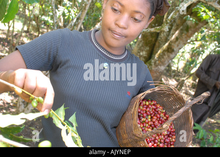 Le café d'être cueillies à la naissance du café se trouve à environ 3 km au sud-est de l'Ethiopie, centre Choche Banque D'Images