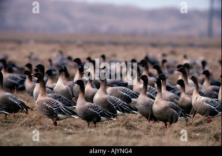 Pink-footed Goose / Kurzschnabelgans Banque D'Images