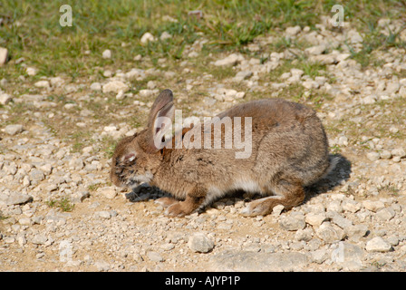 Oryctolagus cuniculus lapin Myxomatose souffrant de Banque D'Images