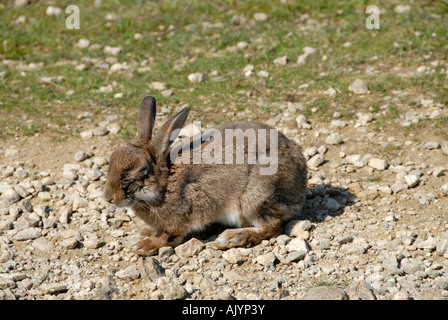 Oryctolagus cuniculus lapin Myxomatose souffrant de Banque D'Images