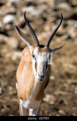 Springbok animal africain vertical fermer Banque D'Images