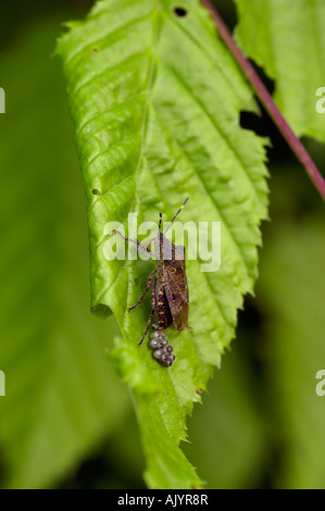 Dolycoris baccarum prunelle bug pondre sur les feuilles de hêtre Banque D'Images