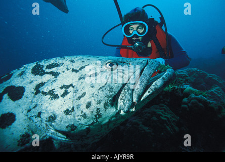 Australie. Grande barrière de corail. Plongeur sous-marin féminin. Confrontation avec le mérou de la pomme de terre (Epinephelus tukula). Banque D'Images