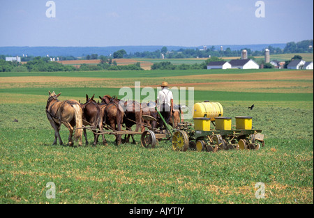 Un fermier Amish conduit son chariot tiré par des chevaux comme il planats ses récoltes dans un champ près de sa ferme Banque D'Images