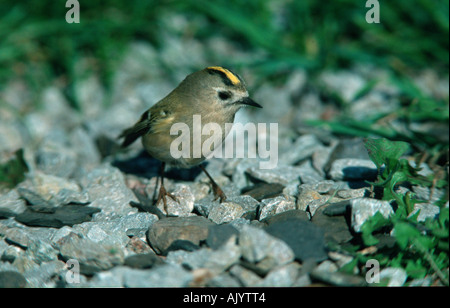 Firecrest / Sommergoldhaehnchen Banque D'Images