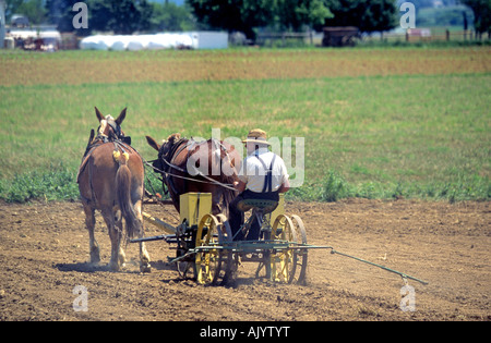 Un fermier Amish conduit son chariot tiré par des chevaux dans un champ près de sa ferme Banque D'Images