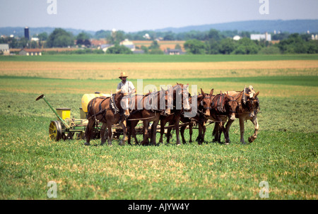 Un fermier Amish conduit son chariot tiré par des chevaux dans un champ près de sa ferme Banque D'Images