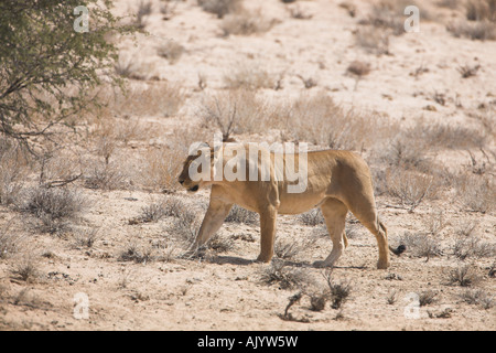 Lionne africaine la marche dans le désert du Kalahari Banque D'Images