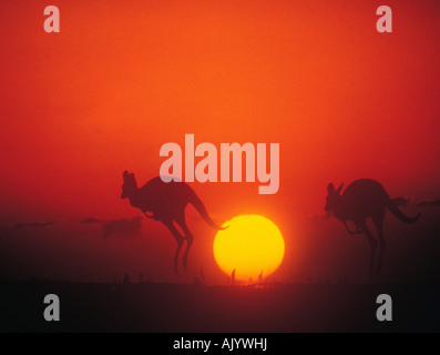 La faune. Les marsupiaux. Dans kangourous rouges au coucher du soleil. Megaleia rufa. L'Australie. Banque D'Images