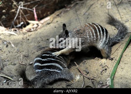 Deux mineurs Numbats Myrmecobius fasciatus,, play-combats Banque D'Images