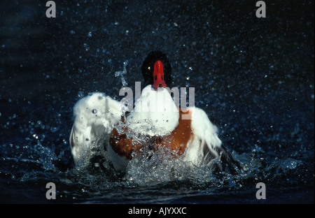 Tadorne / Brandente / Brandgans Banque D'Images